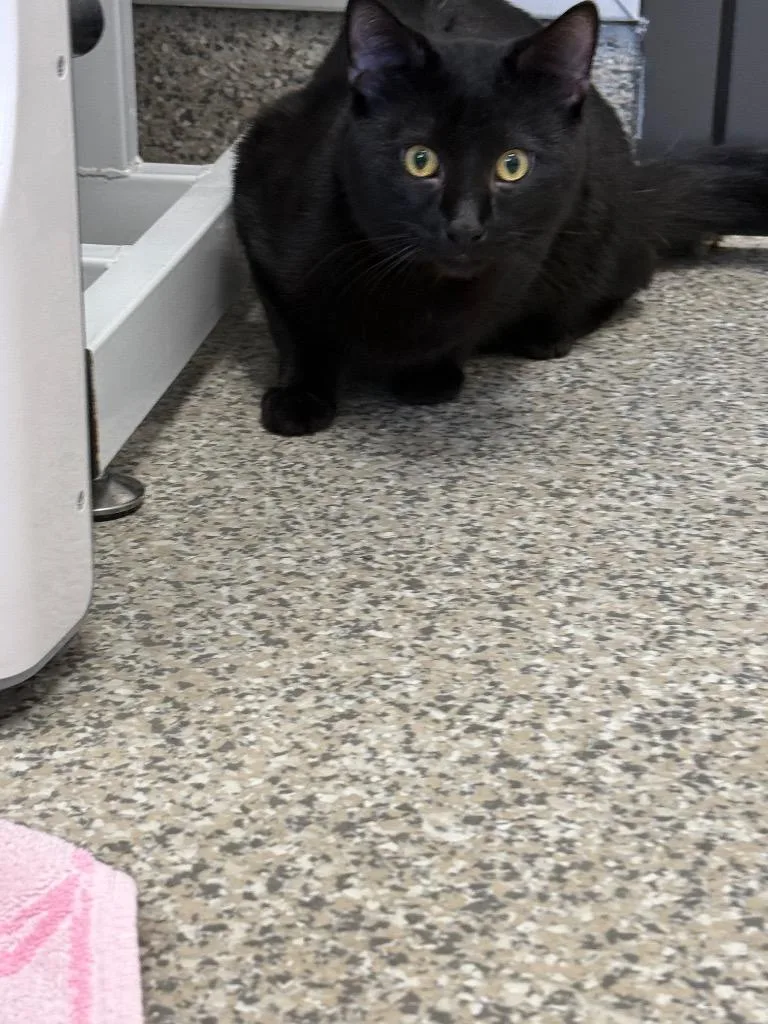A baby medium-sized male American Shorthair cat named Chocolate for adoption in Van Wert, OH