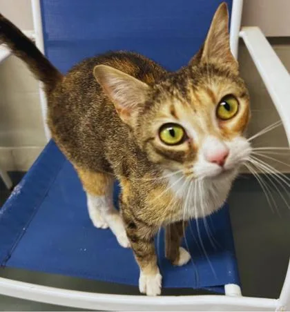 An adult medium-sized female Domestic Short Hair cat named Pesto for adoption in Dahlonega, GA