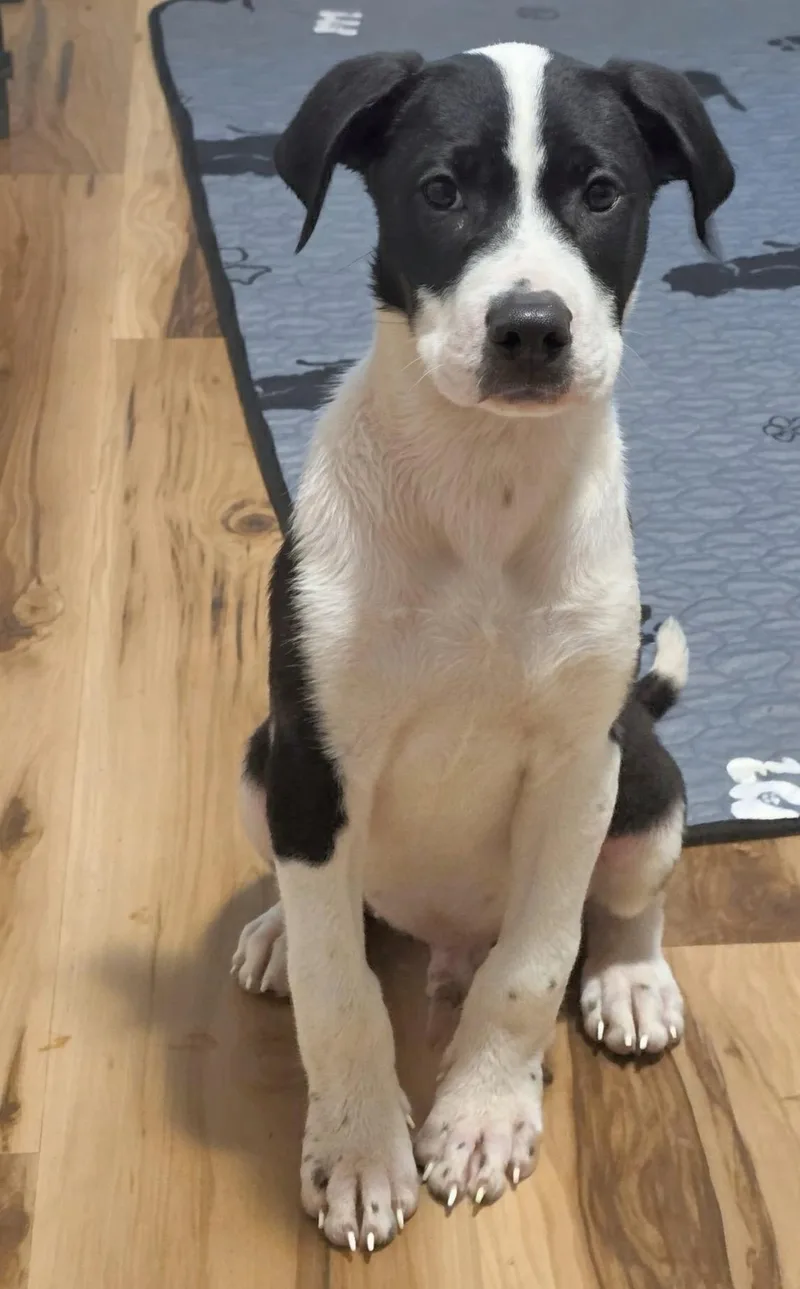 A baby medium-sized male Hound dog named Banjo for adoption in Scottsburg, IN