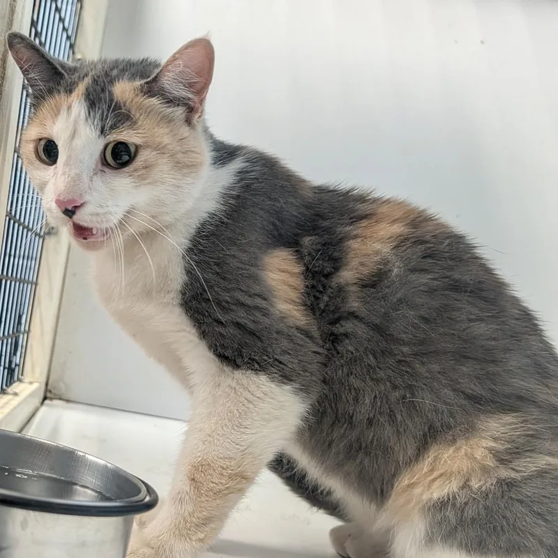 An adult medium-sized female Calico Domestic Short Hair cat named Poptart for adoption in Amarillo, TX