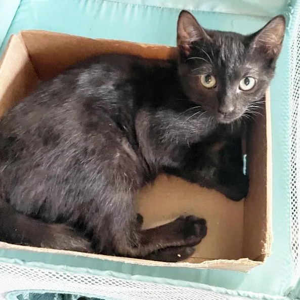 A baby medium-sized female Domestic Short Hair cat named Olivia for adoption in Little Rock, AR