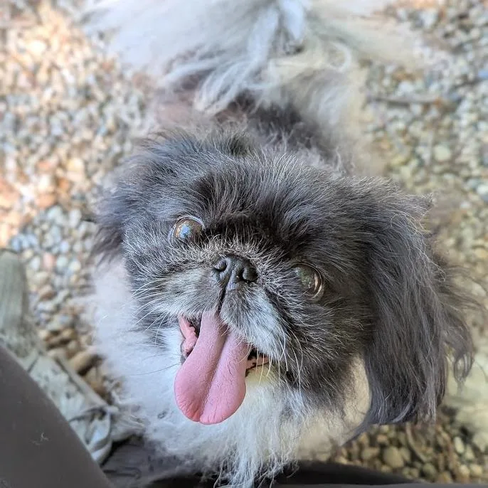Lulu