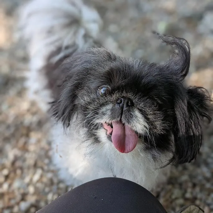 Lulu thumbnail 2