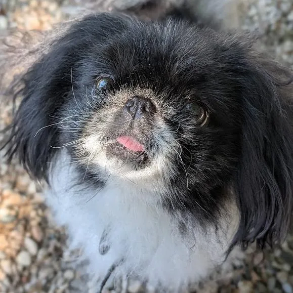 Lulu thumbnail 3
