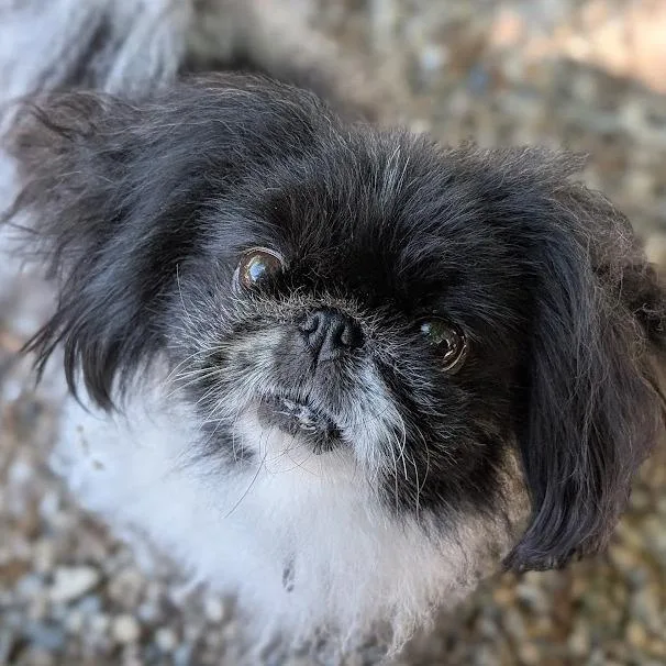 Lulu thumbnail 4