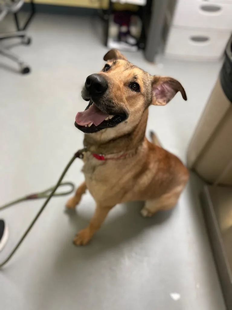 An adult medium-sized male Hound dog named Hopper for adoption in New Orleans, LA