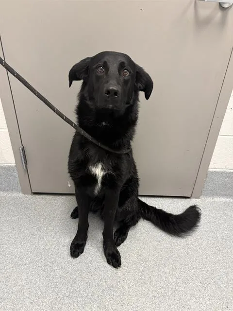A young small-sized male Poodle dog named Apollo for adoption in Indianapolis, IN