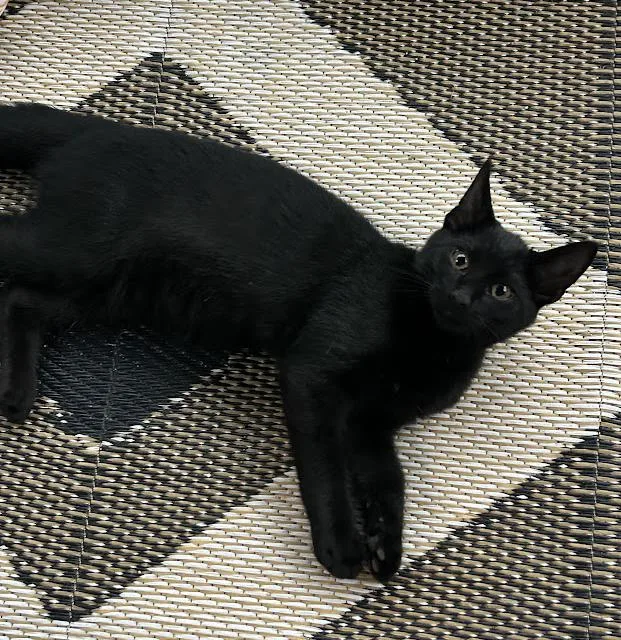 A baby medium-sized male Domestic Short Hair cat named Ace for adoption in Wadsworth, OH