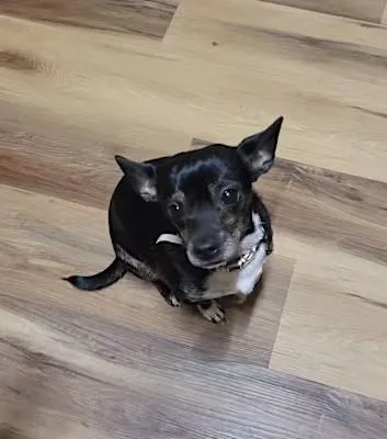 Oreo thumbnail 2