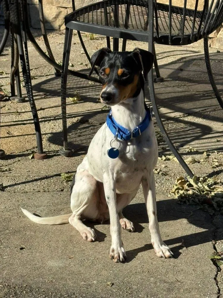 An adult small-sized female Black Mixed Breed dog named Ginger for adoption in Alexandria, VA