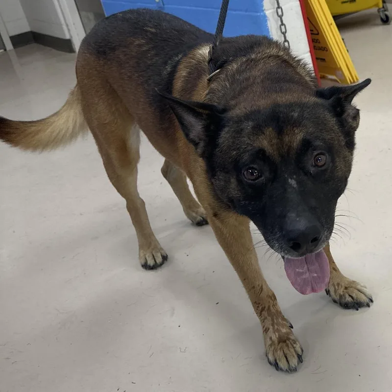 A senior large-sized male Brown / Chocolate German Shepherd Dog dog named Bruno for adoption in Pine Bluff, AR