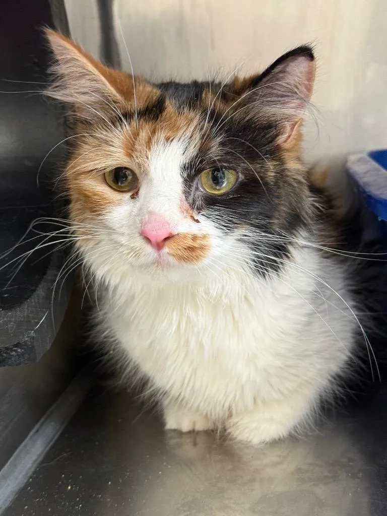 An adult medium-sized female Domestic Medium Hair cat named Edie for adoption in Gillette, WY