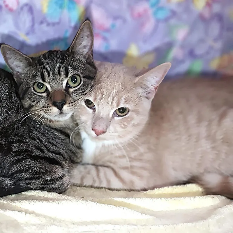 Peter Brady thumbnail 2