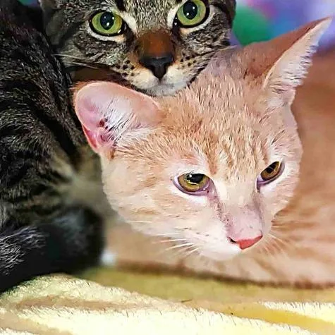 Peter Brady thumbnail 3