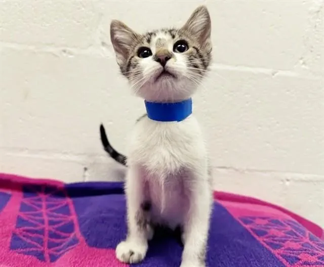 A baby small-sized male Domestic Short Hair cat named Pokey for adoption in Saint Louis, MO