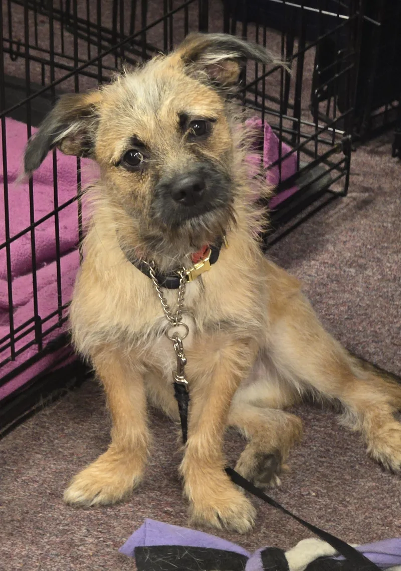 A young small-sized male Brown / Chocolate Chorkie dog named Milo for adoption in Lawrenceville, GA
