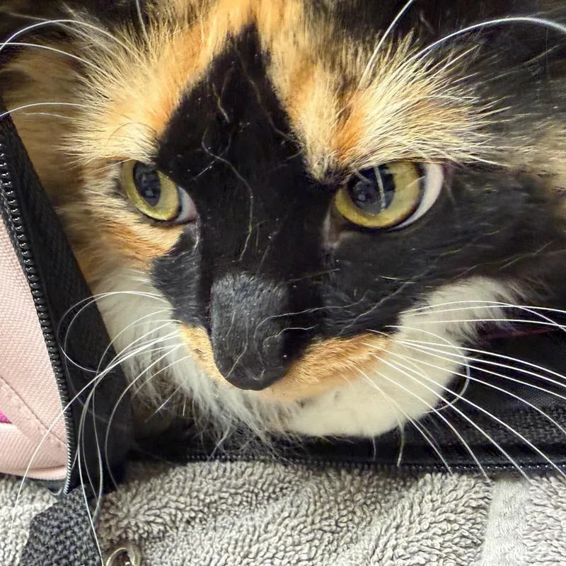 An adult extra large-sized female Domestic Medium Hair cat named Coconut for adoption in Murray, UT