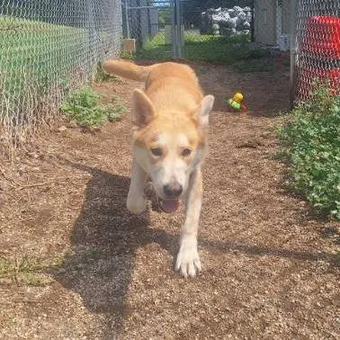 A young medium-sized male Yellow / Tan / Blond / Fawn Carolina Dog dog named Joe for adoption in Albert Lea, MN