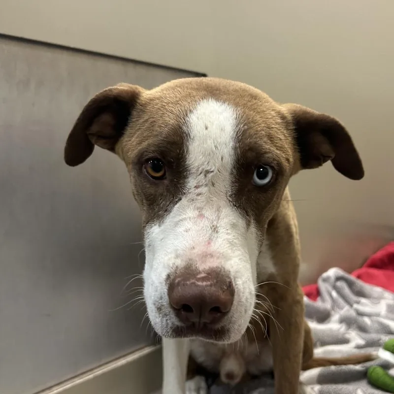 An adult medium-sized male Brown / Chocolate Mixed Breed dog named Peanut for adoption in Flagstaff, AZ