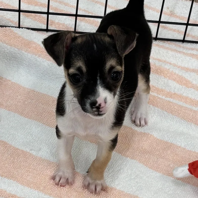 A baby small-sized female Brown / Chocolate Chihuahua dog named Maggie for adoption in Boca Raton, FL