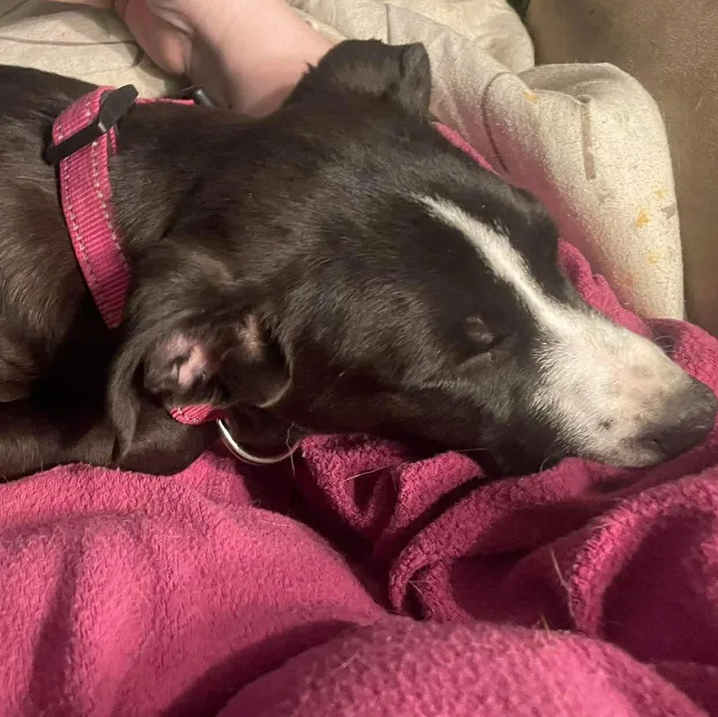 Boudicca thumbnail 2