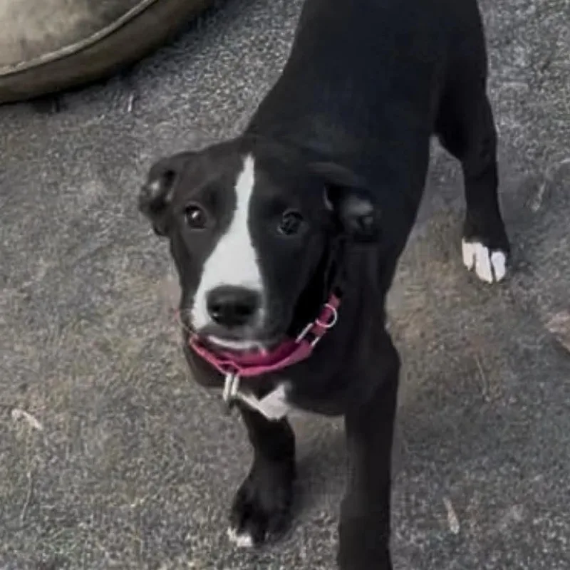 Boudicca thumbnail 3