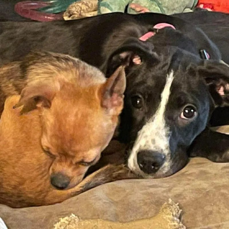 Boudicca thumbnail 4