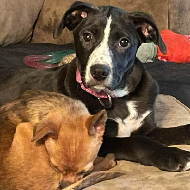 Boudicca thumbnail 5