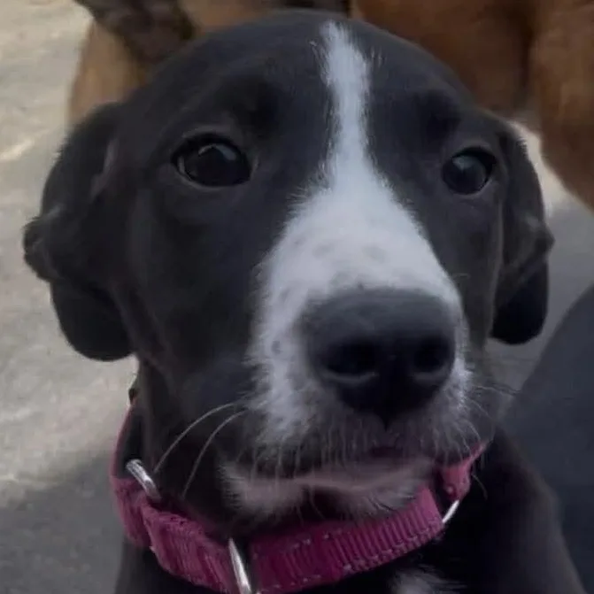 Boudicca thumbnail 6