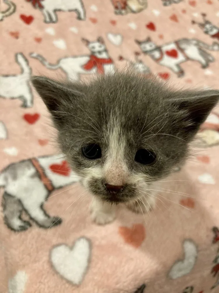 A baby small-sized female Gray & White Domestic Short Hair cat named Glitter for adoption in West Mifflin, PA