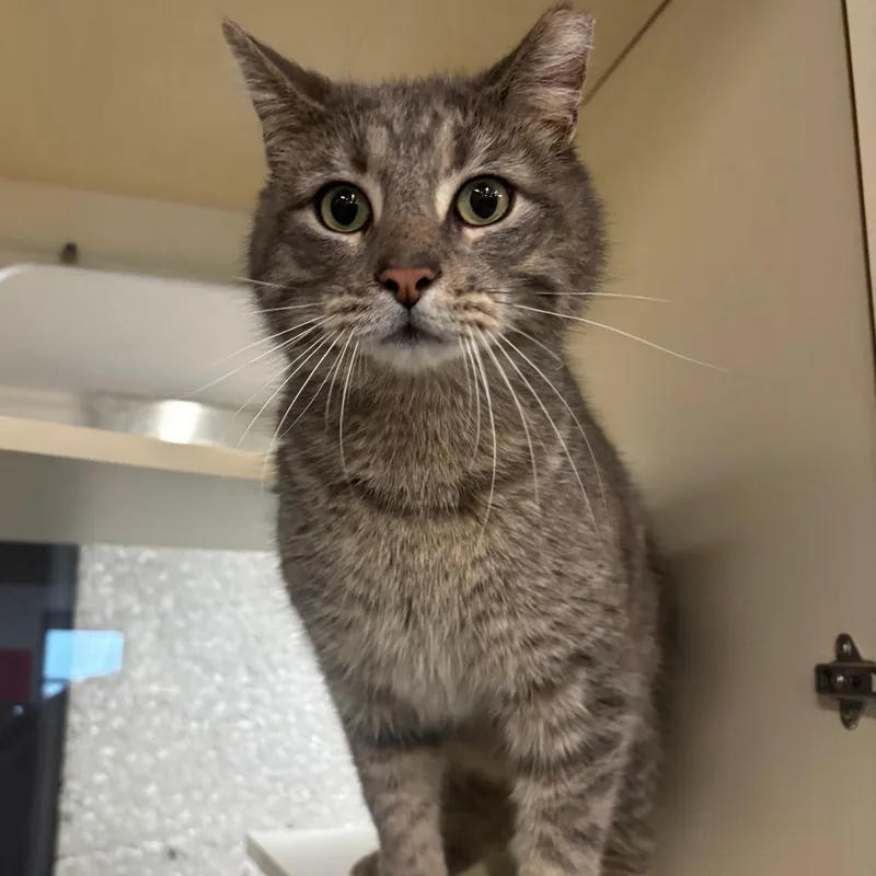 The Hulk thumbnail 2