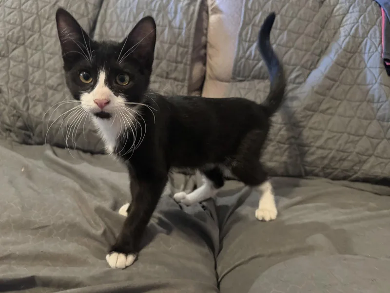 A baby medium-sized male Tuxedo cat named Winston for adoption in Chandler, AZ