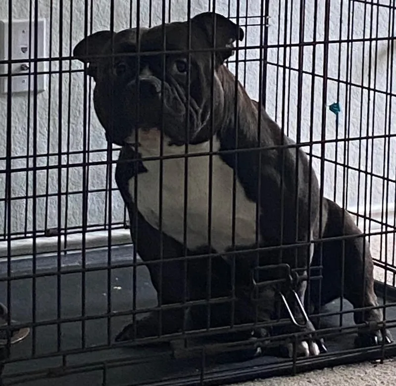 An adult large-sized male American Bully dog named Maso for adoption in Lockhart, TX