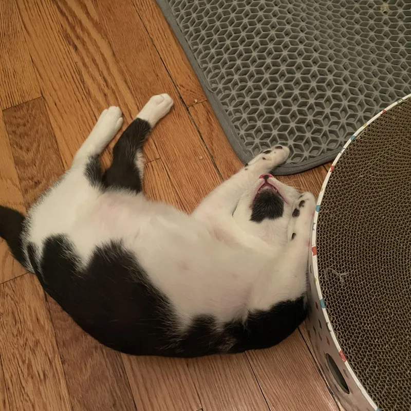 A baby medium-sized male Black & White / Tuxedo Domestic Short Hair cat named Moo Moo for adoption in New York, NY