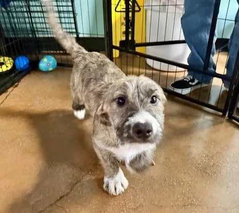 Bella Pepper Snickers