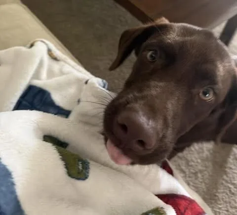 A baby medium-sized female Brown / Chocolate Labrador Retriever dog named Lucy for adoption in Colorado Springs, CO