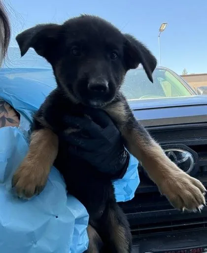 Chilli Heeler