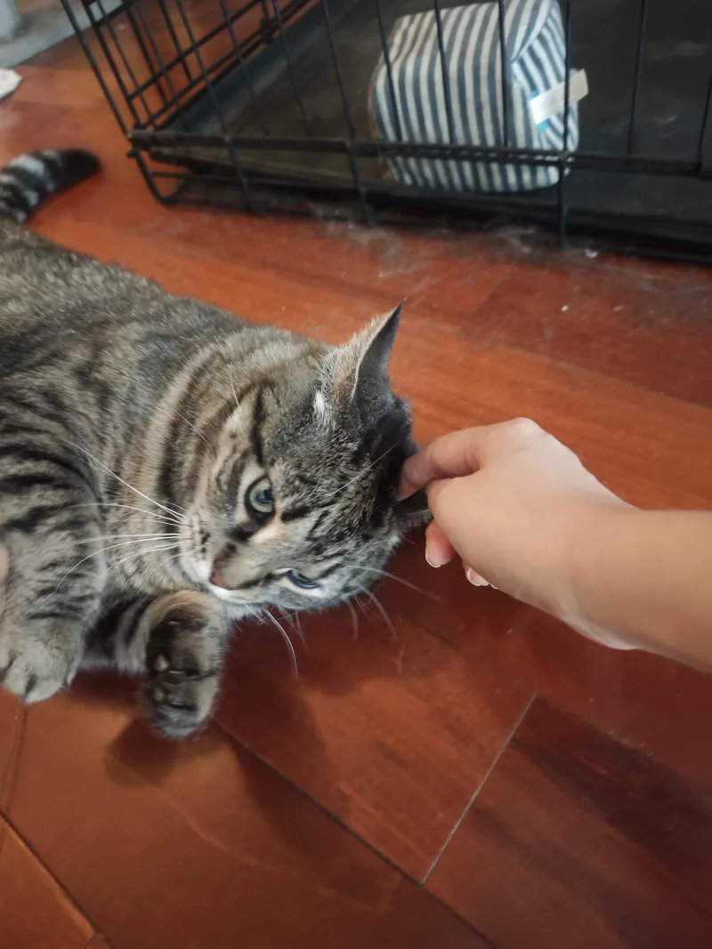 A senior medium-sized female Tabby (Gray / Blue / Silver) Domestic Short Hair cat named Hubble for adoption in Bayonne, NJ