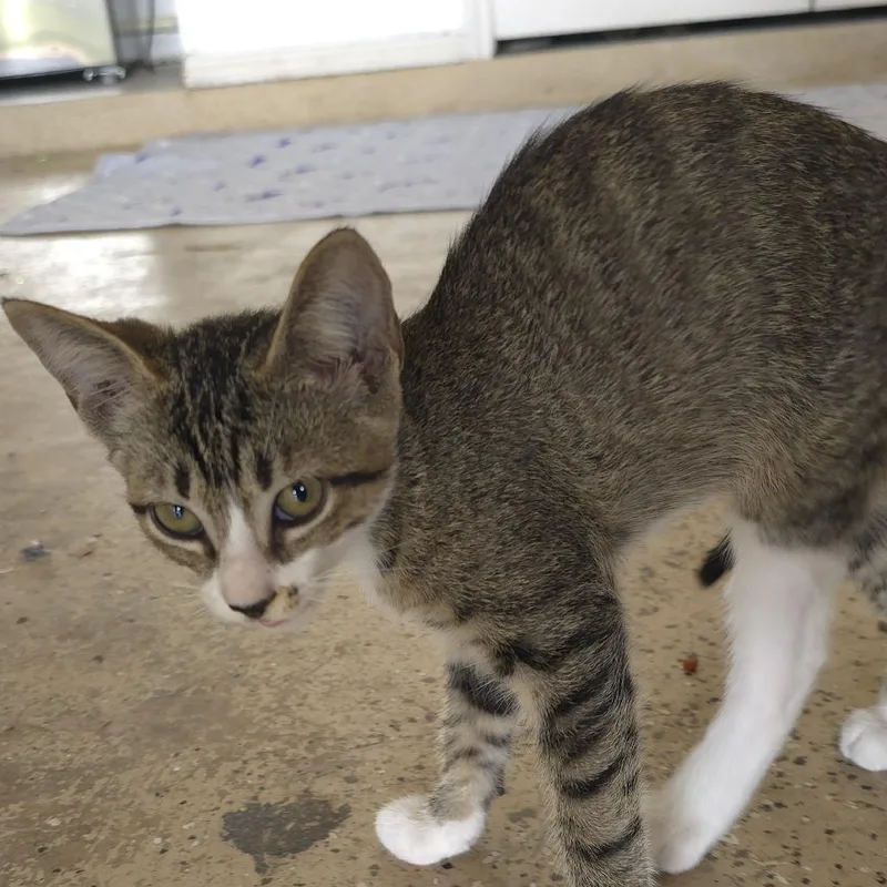 A baby small-sized female Gray / Blue / Silver Domestic Short Hair cat named Chappie for adoption in Austin, TX