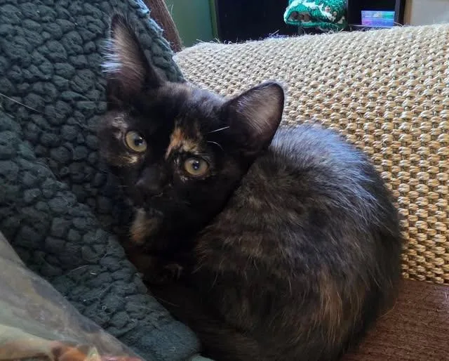 A baby medium-sized female Domestic Short Hair cat named Pink Sapphire for adoption in Wilmington, NC