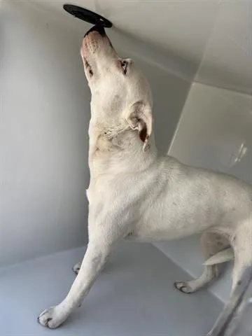 An adult medium-sized female Dogo Argentino dog named A for adoption in Houston, TX