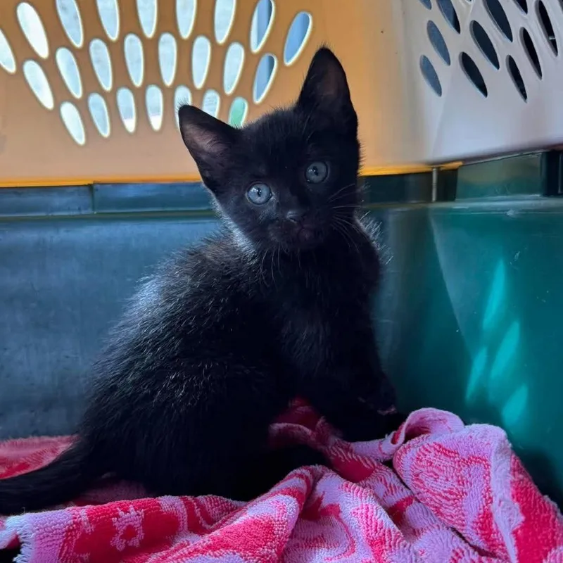 A baby small-sized female Domestic Short Hair cat named Midnight for adoption in Manhattan, KS