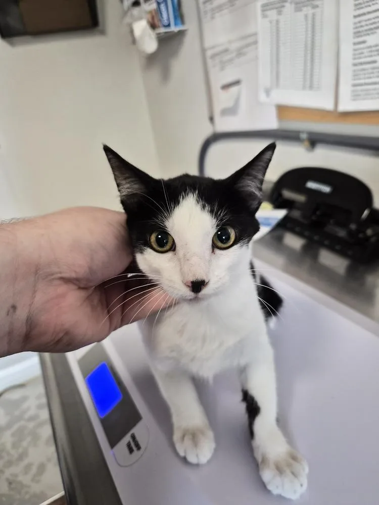 A baby small-sized female Domestic Short Hair cat named Valkyrie for adoption in Bolivar, MO