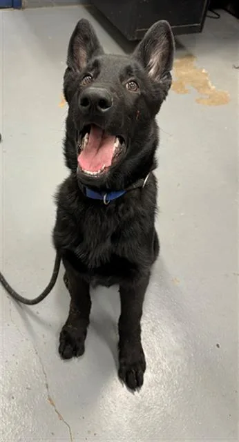 A young large-sized male German Shepherd Dog dog named Mongo for adoption in Peoria, IL