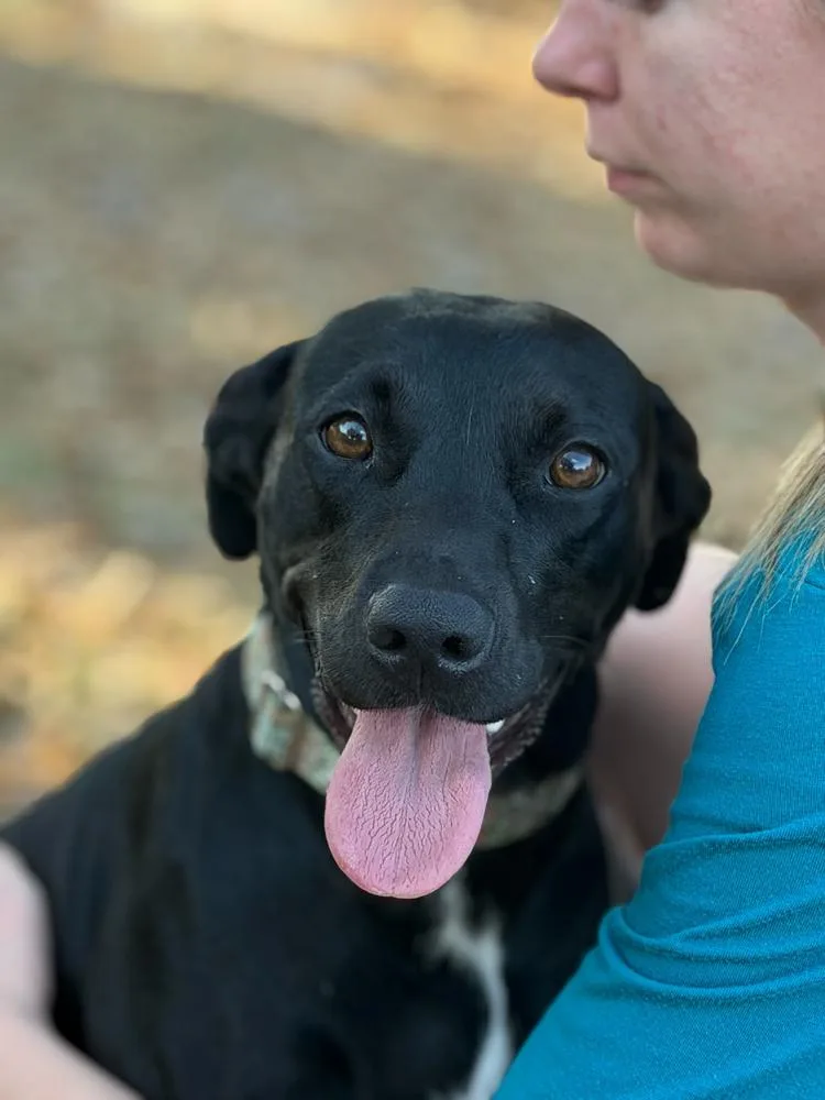 A young medium-sized female Black Labrador Retriever dog named Toda for adoption in Lakeland, FL
