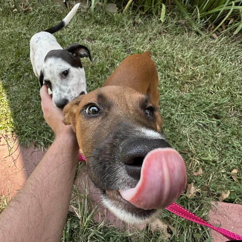 A young medium-sized male Hound dog named Ace for adoption in Water Valley, MS
