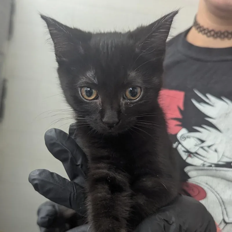 A baby small-sized female Domestic Short Hair cat named KiKi for adoption in Evansville, IN