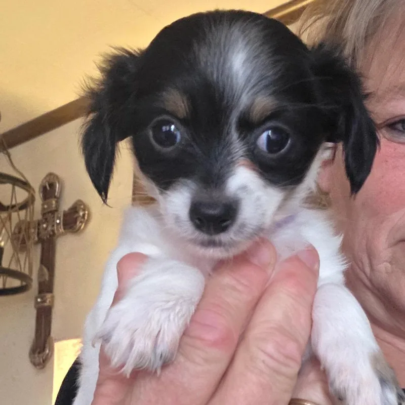 A baby small-sized male White / Cream Chihuahua dog named Benji for adoption in Goltry, OK
