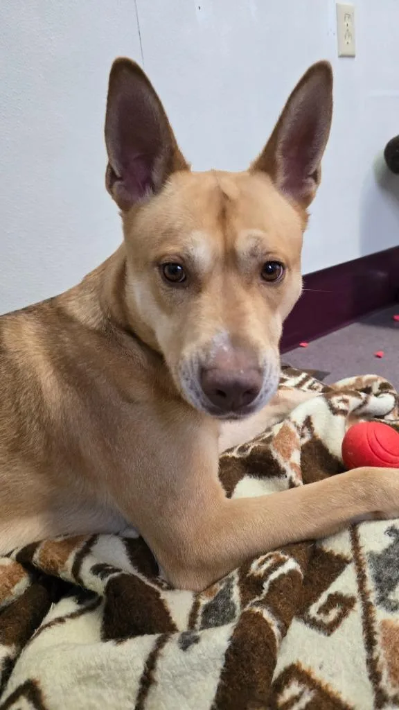 Sergeant thumbnail 2