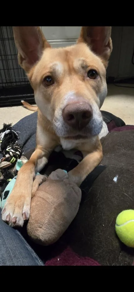 Sergeant thumbnail 3